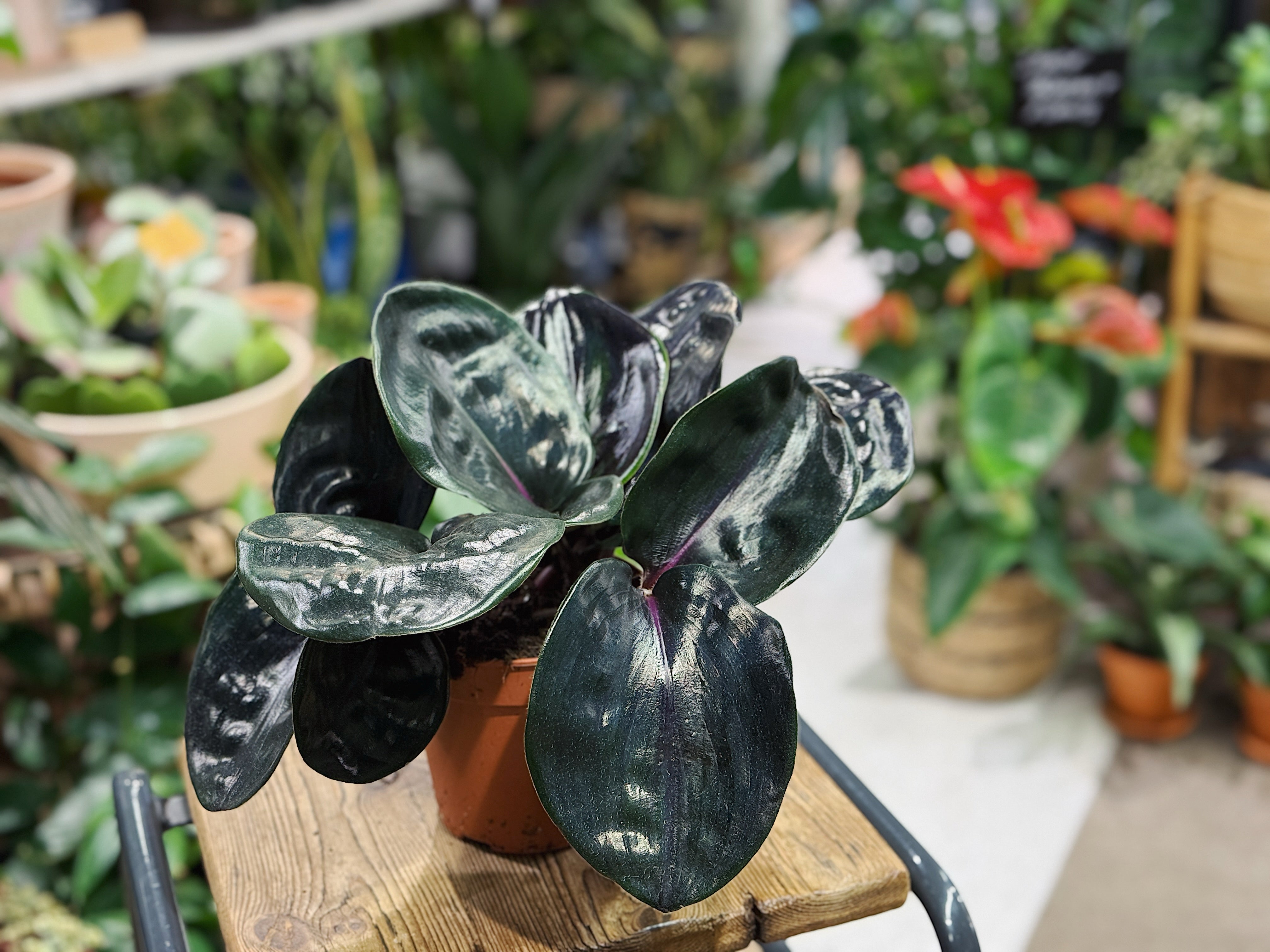 Geogenanthus ciliatus