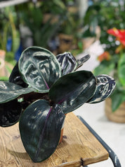 Geogenanthus ciliatus