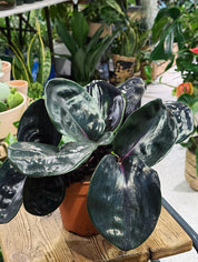 Geogenanthus ciliatus