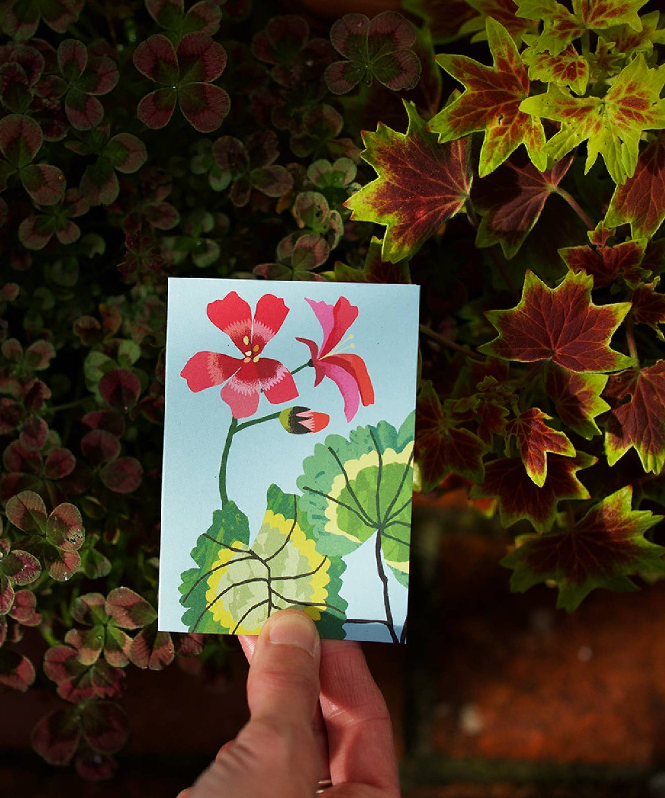 Brie Harrison Geranium mini card pack, pack of 8 blank cards
