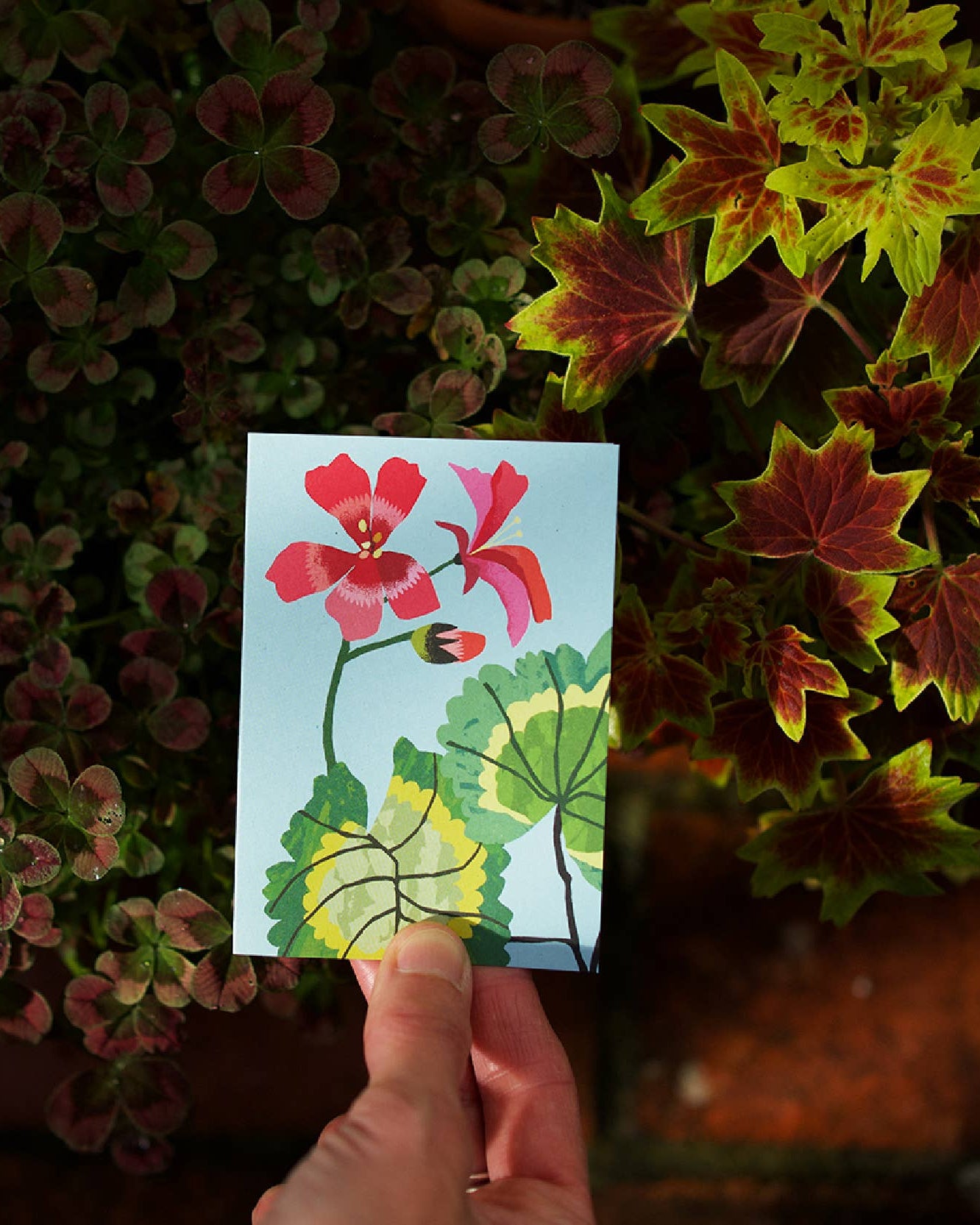 Brie Harrison Geranium mini card pack, pack of 8 blank cards