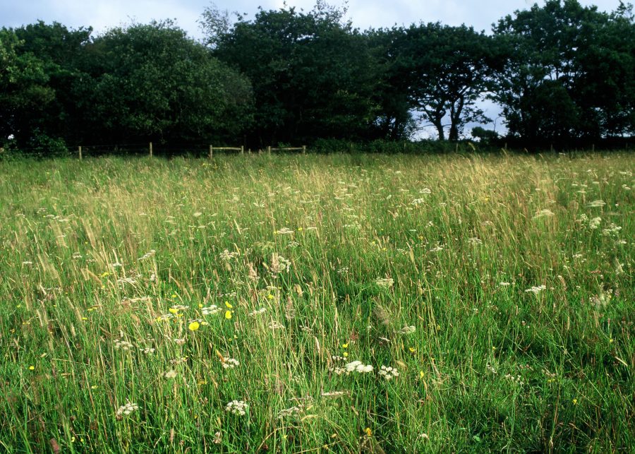 Plantlife Mix Seedballs