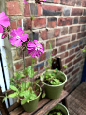 The Every Space Garden Mini-Meadow with 3 biodegradable, compostable bamboo pots and saucers, peat-free coir discs, and 12 wildflower seed balls containing approximately 30 wildlife-friendly wildflower seeds, by Seedball