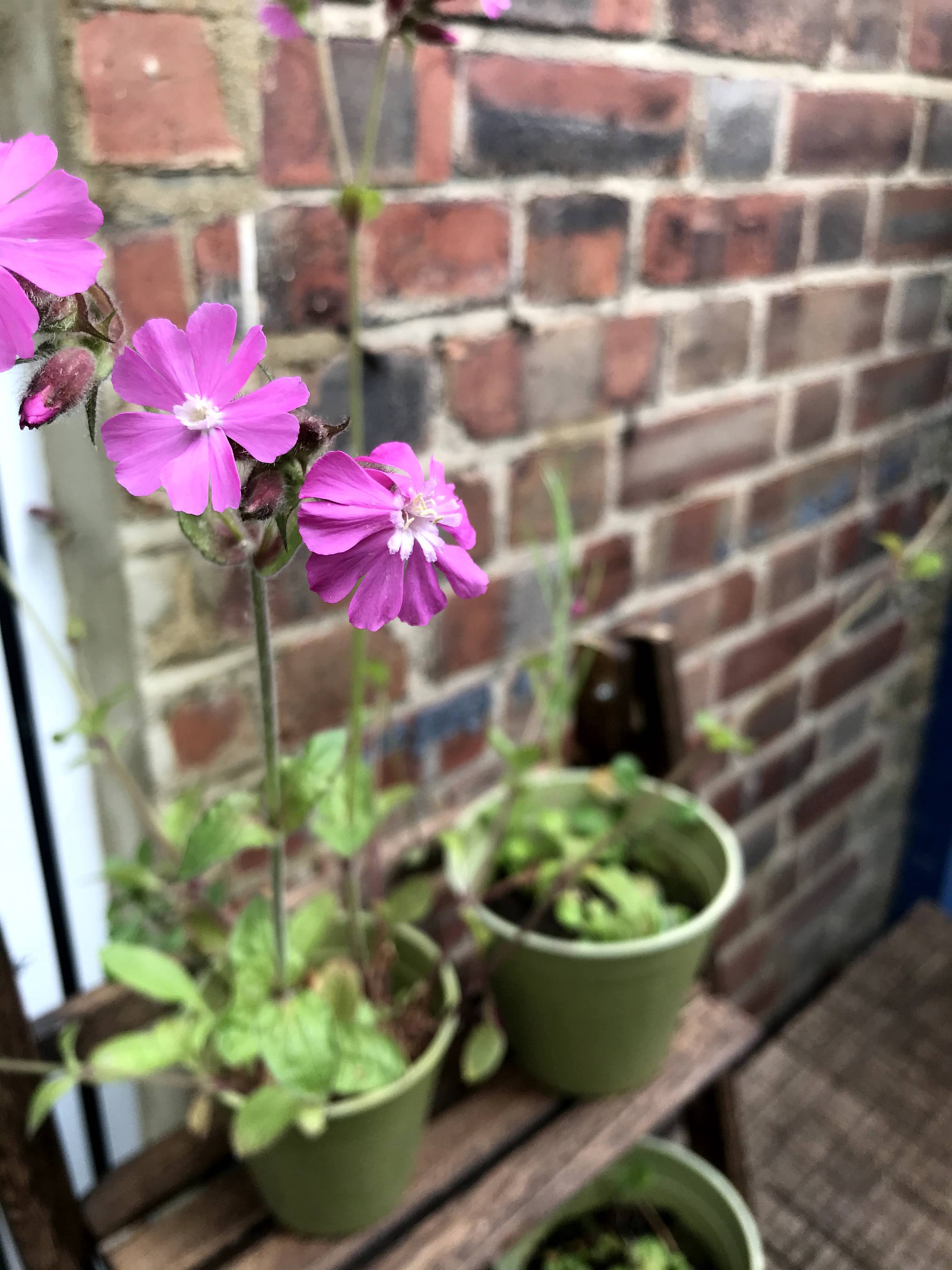 The Every Space Garden Mini-Meadow with 3 biodegradable, compostable bamboo pots and saucers, peat-free coir discs, and 12 wildflower seed balls containing approximately 30 wildlife-friendly wildflower seeds, by Seedball