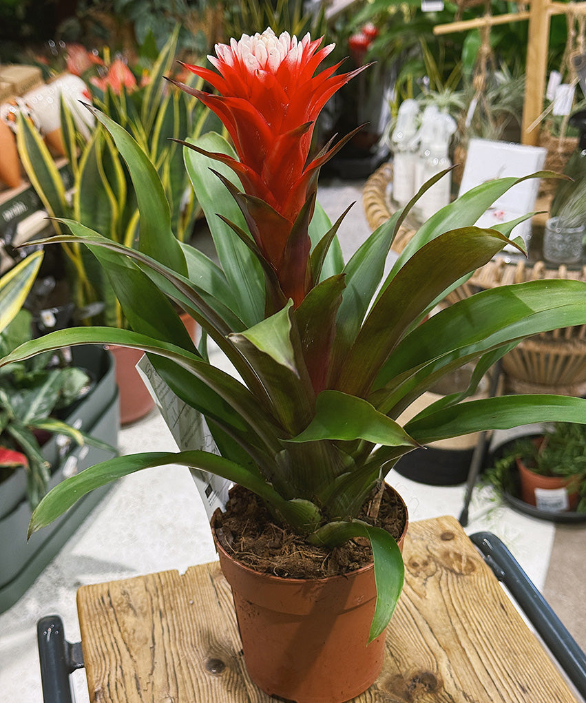 Guzmania_Hope.jpg