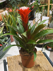 Bromeliad | Guzmania 'Hope', a tropical star with a long lasting bloom