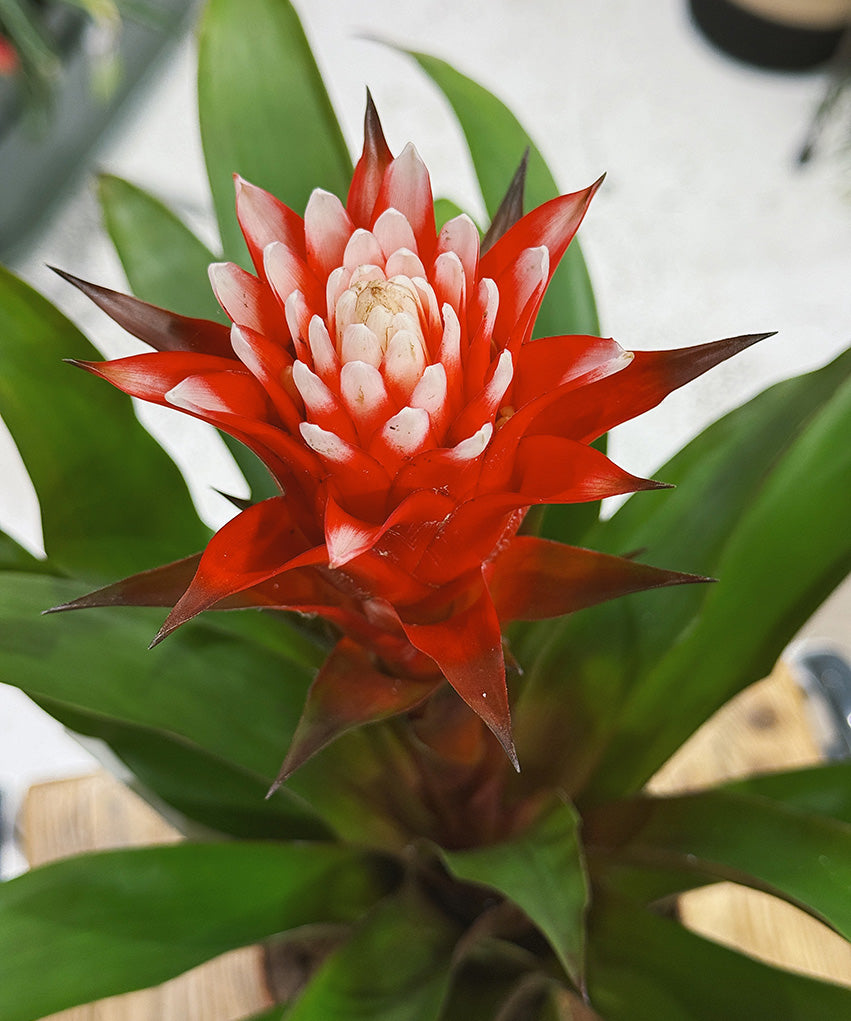 Guzmania_Hope_1.jpg