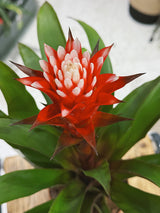 Bromeliad | Guzmania 'Hope', a tropical star with a long lasting bloom