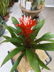 Bromeliad | Guzmania 'Hope', a tropical star with a long lasting bloom