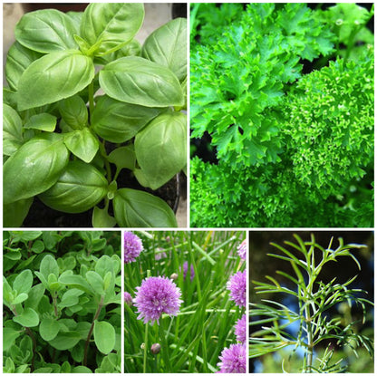 Herb Mix Seed Tin