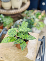 Hoya callistophylla