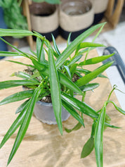 Hoya carnosa longifolia