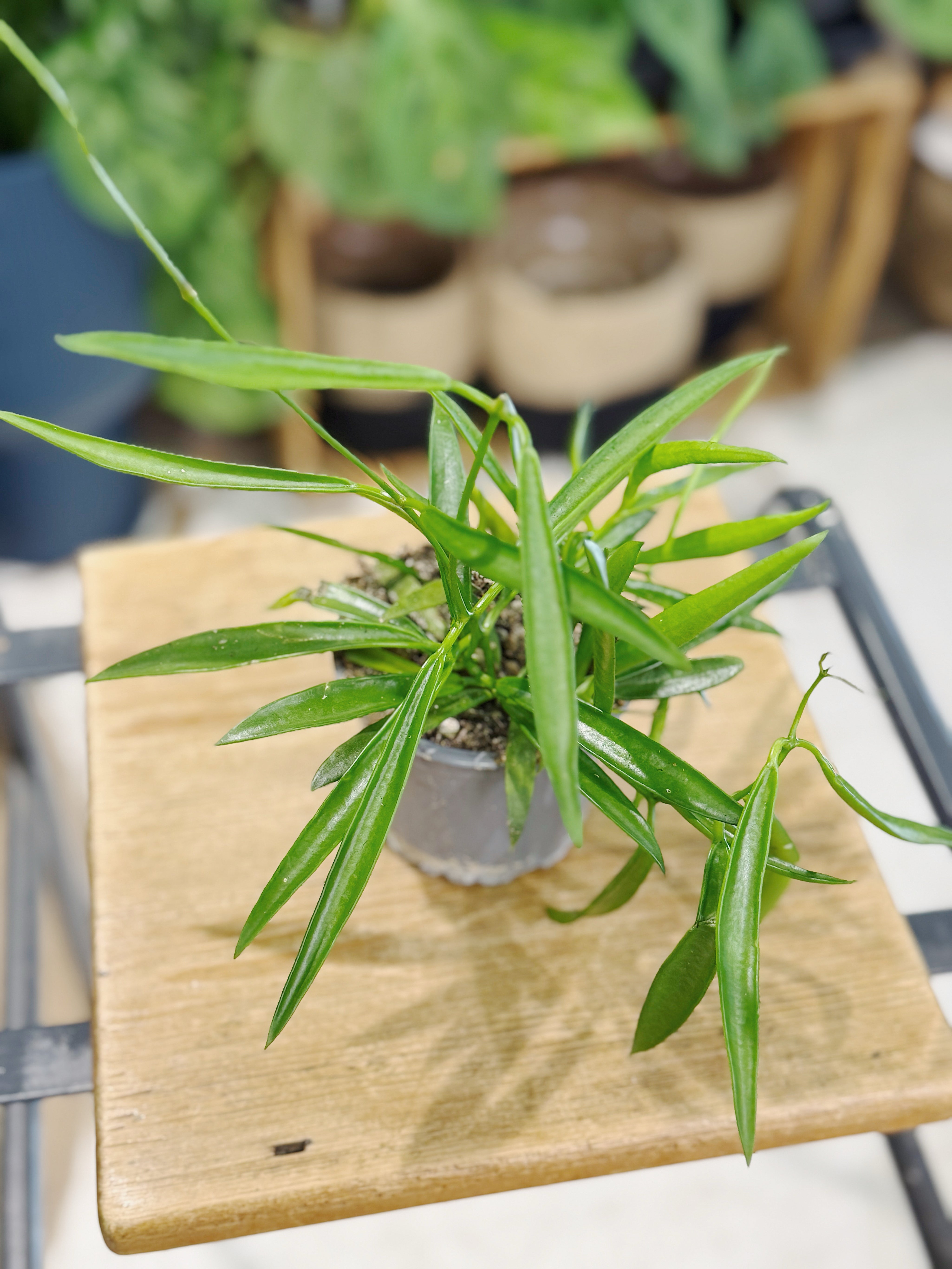 Hoya carnosa longifolia