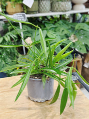 Hoya carnosa longifolia
