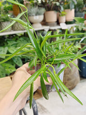 Hoya carnosa longifolia