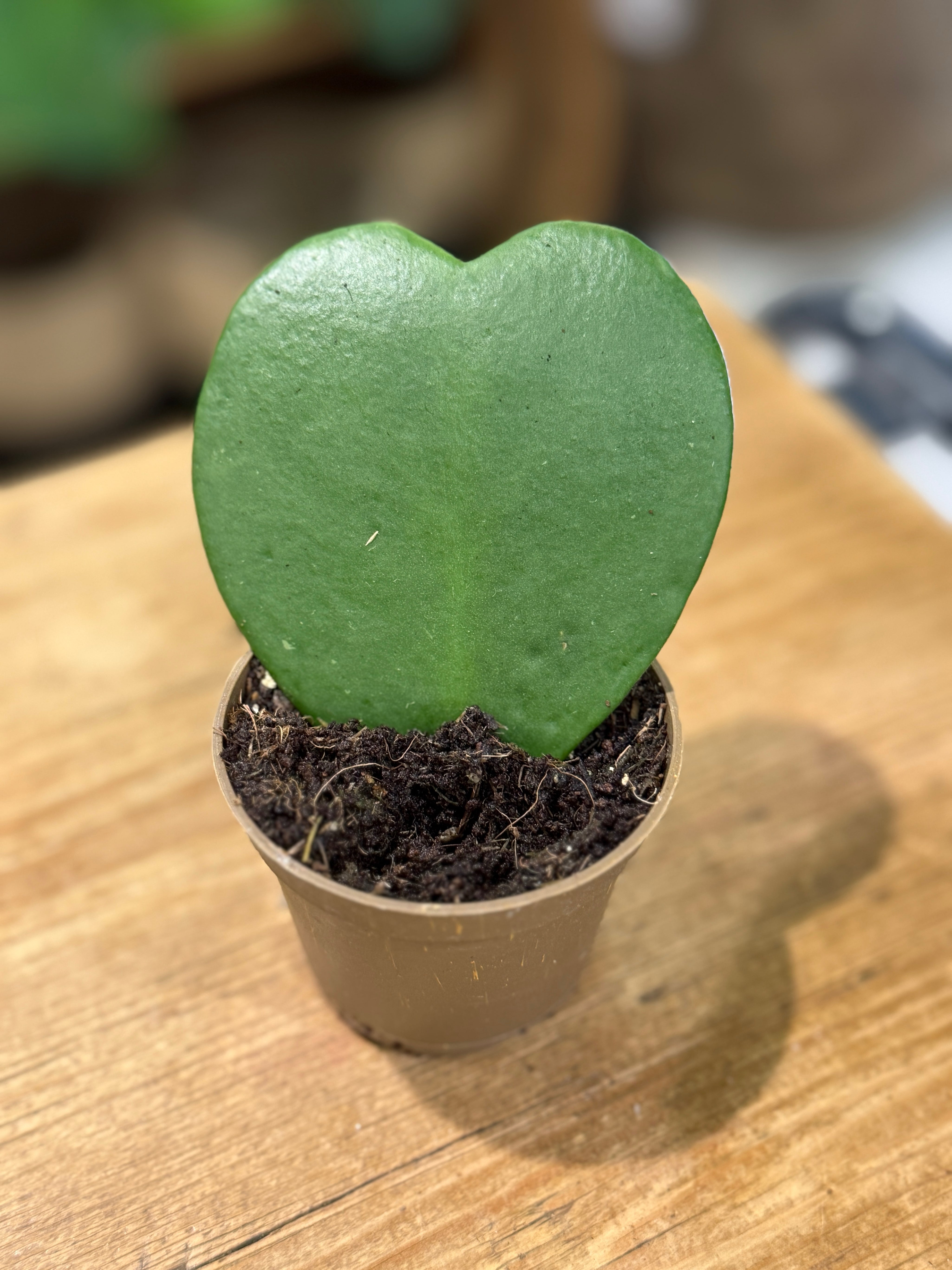 Hoya kerrii single rooted leaf