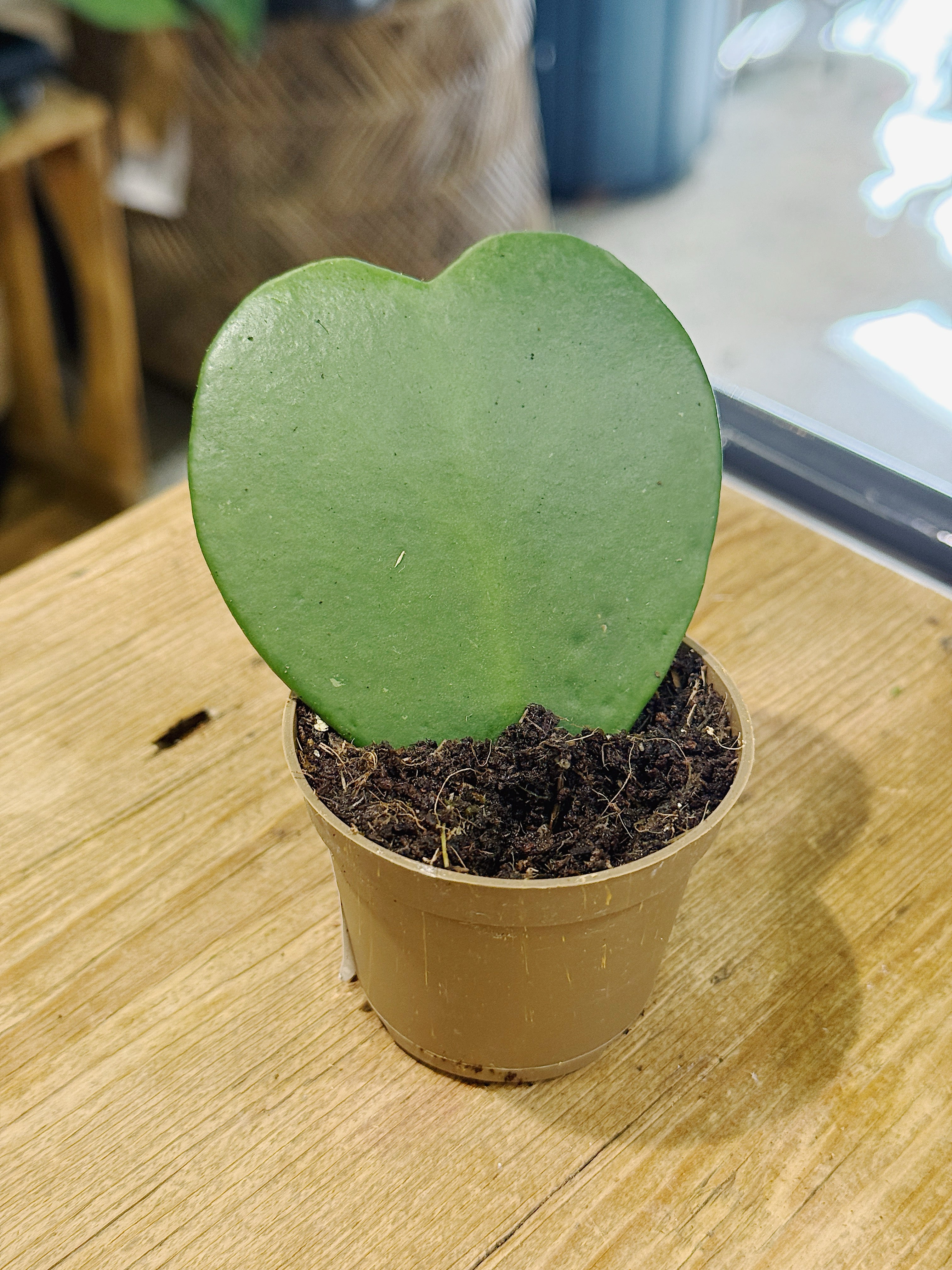 Hoya kerrii single rooted leaf
