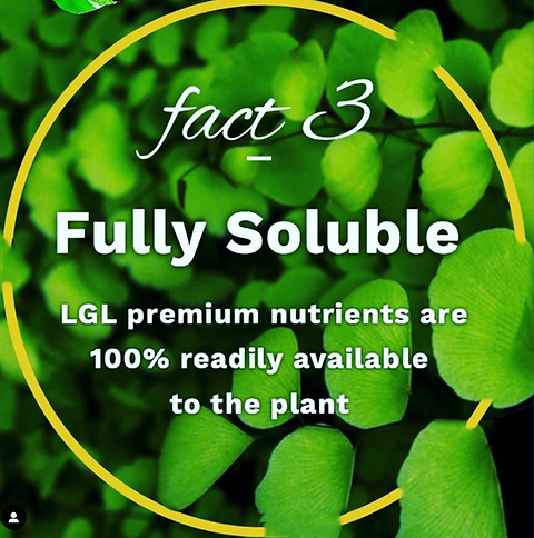 Liquid Gold Leaf is a revolutionary and innovative liquid fertiliser for all indoor plants. The technical advance is the inclusion of fully soluble calcium
