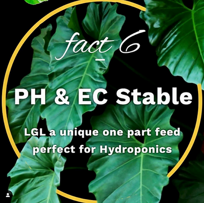 Liquid Gold Leaf is a revolutionary and innovative liquid fertiliser for all indoor plants. The technical advance is the inclusion of fully soluble calcium