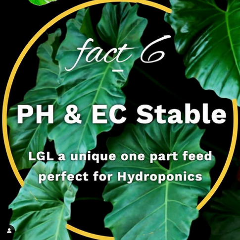 Liquid Gold Leaf is a revolutionary and innovative liquid fertiliser for all indoor plants. The technical advance is the inclusion of fully soluble calcium