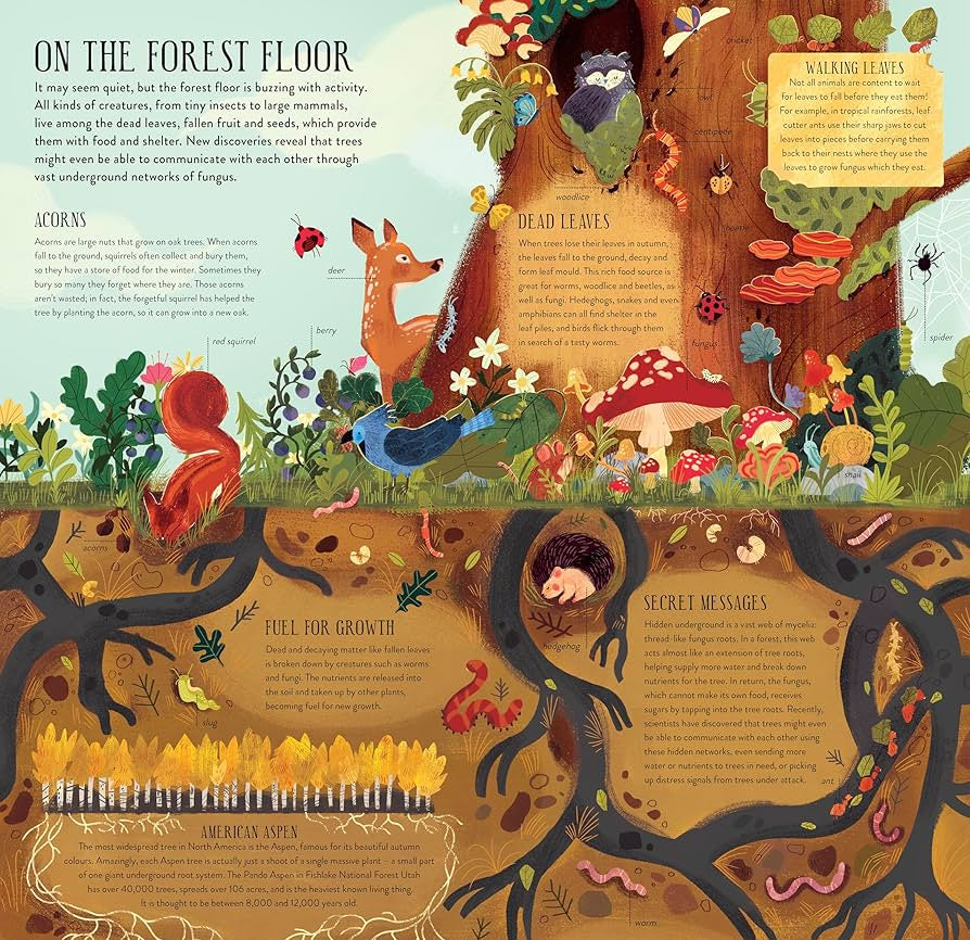 Make and Play: Build A Tree: Build a 30cm Oak Tree! Includes a 32-page Book and 40+ Model Pieces