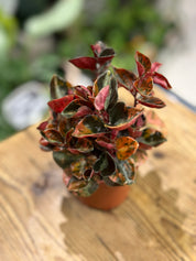 Peperomia Creme Brulee