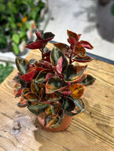 Peperomia Creme Brulee