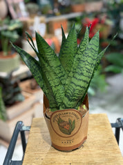 Snake Plant | Sansevieria trifasciata 'Zeylanica' Fan, architectural fan