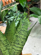Snake Plant | Sansevieria trifasciata 'Zeylanica' Fan, architectural fan