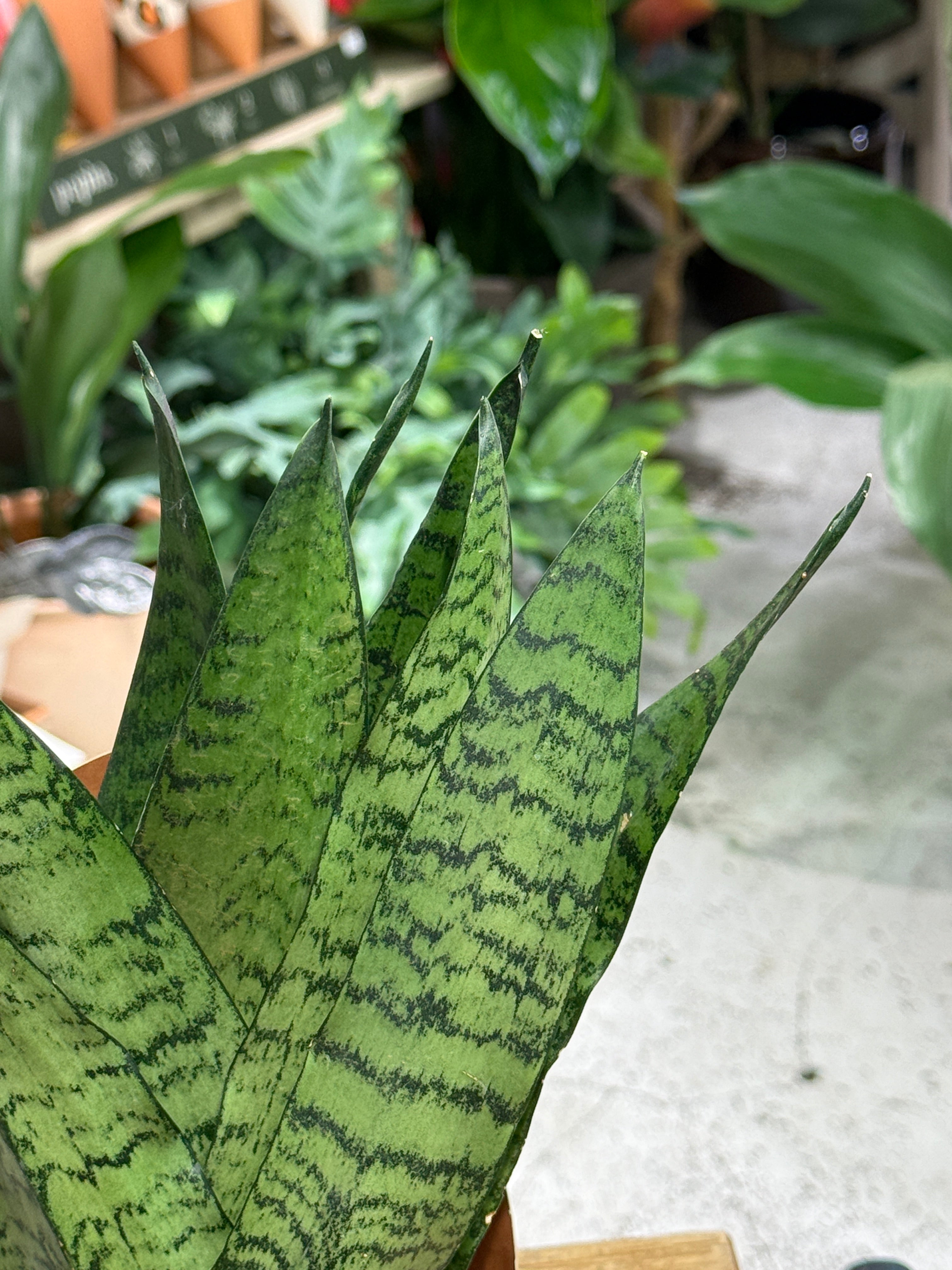 Snake Plant | Sansevieria trifasciata 'Zeylanica' Fan, architectural fan