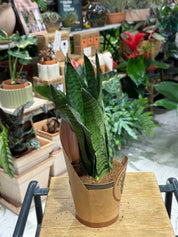 Snake Plant | Sansevieria trifasciata 'Zeylanica' Fan, architectural fan