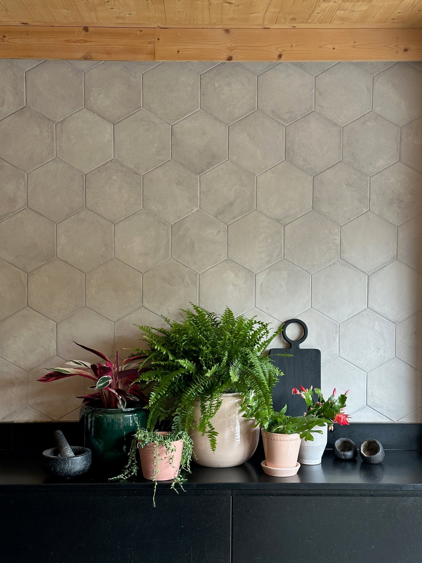 Pet Friendly Houseplant Subscription