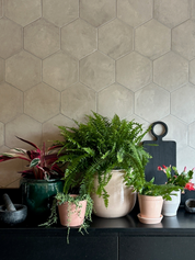 Pet Friendly Houseplants