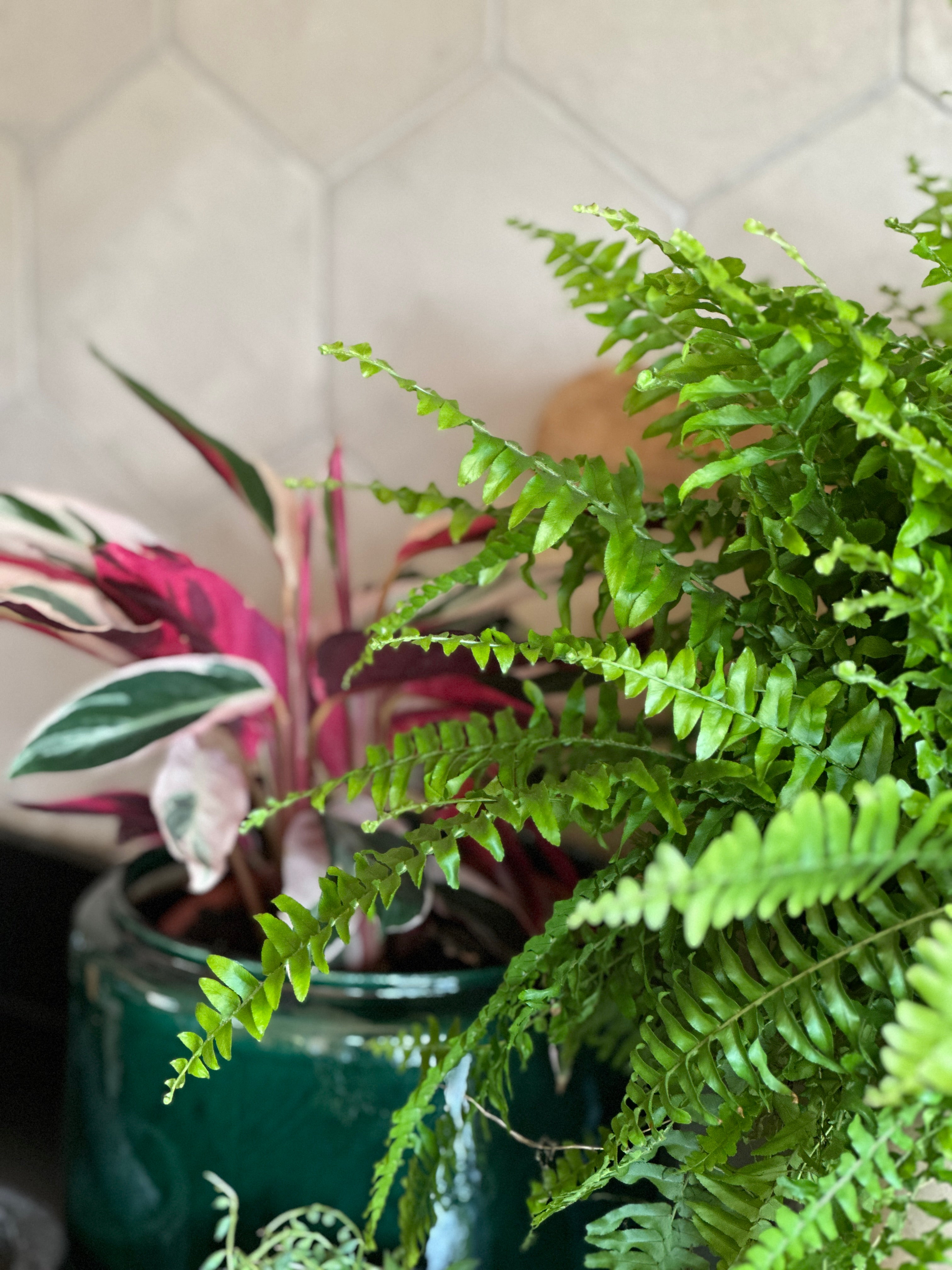 Pet Friendly Houseplants