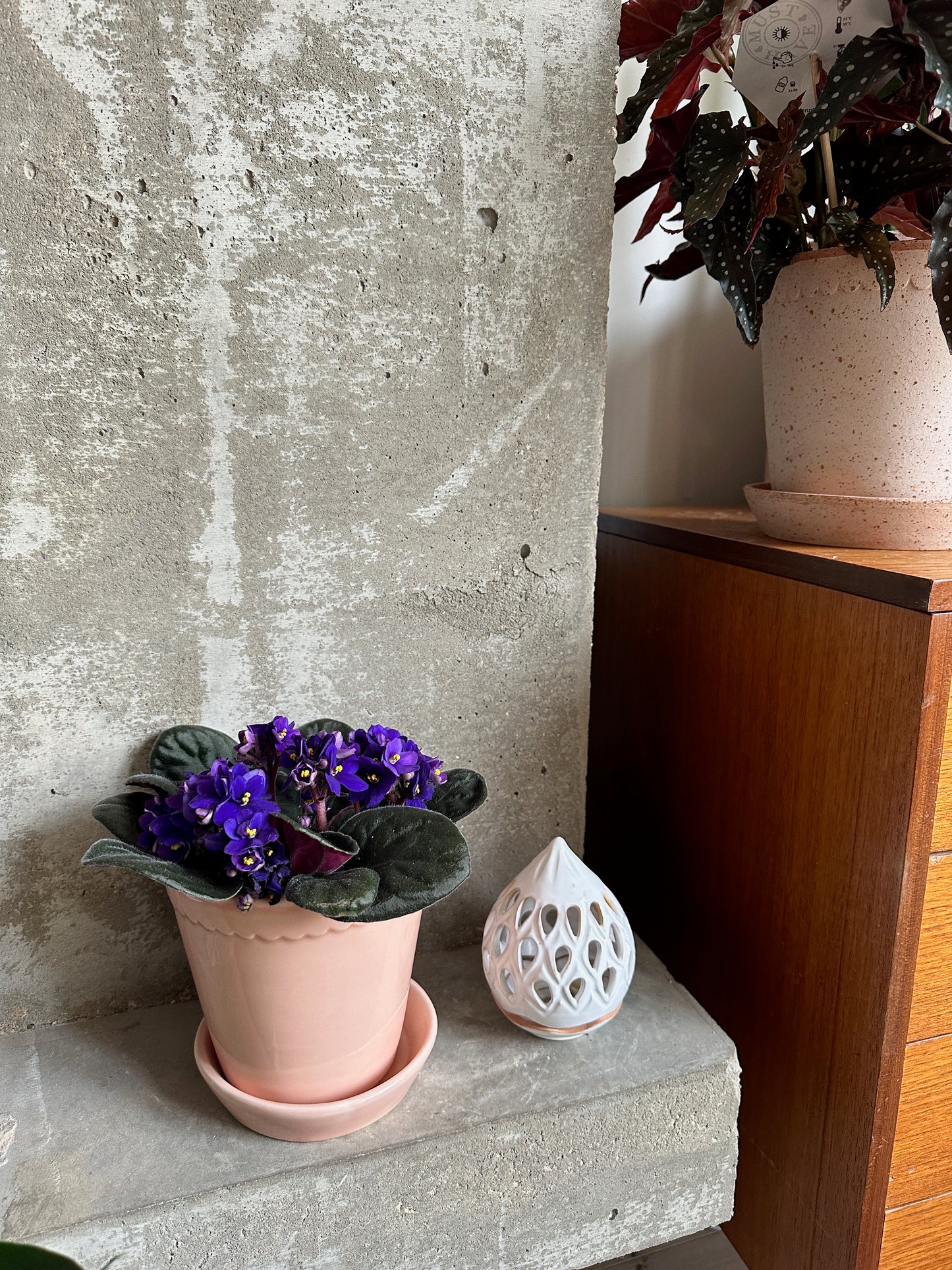 Grow Your Jungle Houseplant Subscription