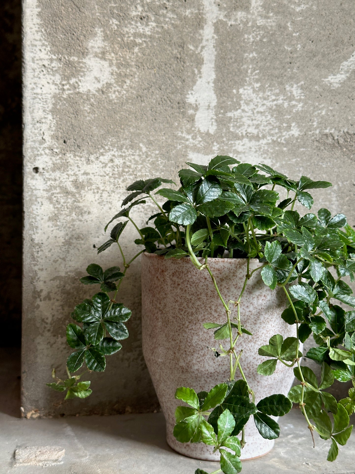 Grow Your Jungle Houseplant Subscription