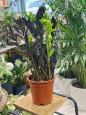 Zamioculcas Zamiifolia 'Raven' | Raven ZZ Plant