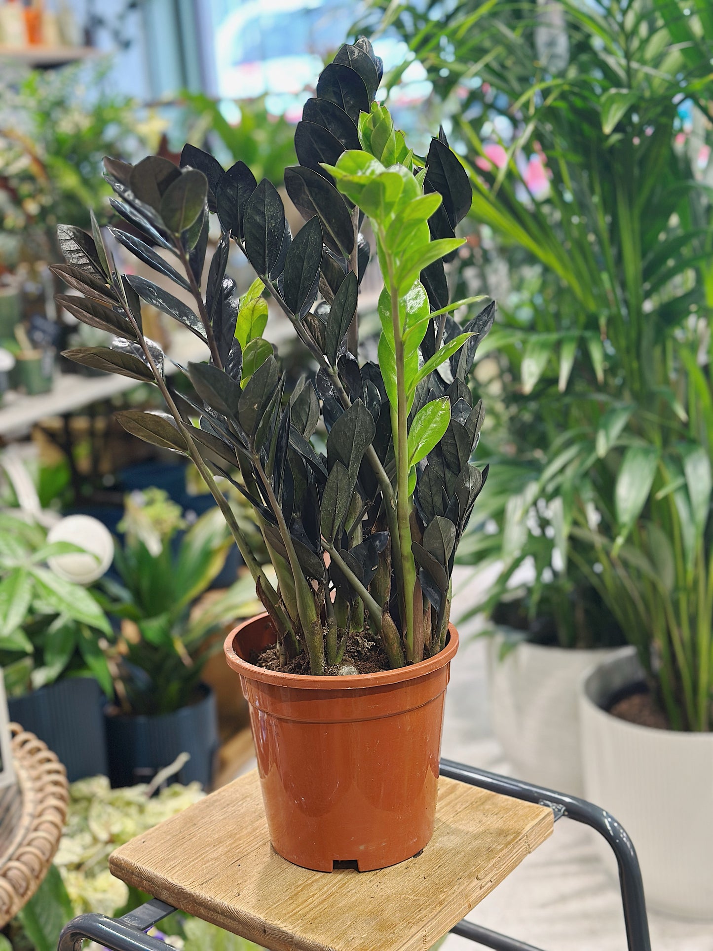 Zamioculcas Zamiifolia 'Raven' | Raven ZZ Plant