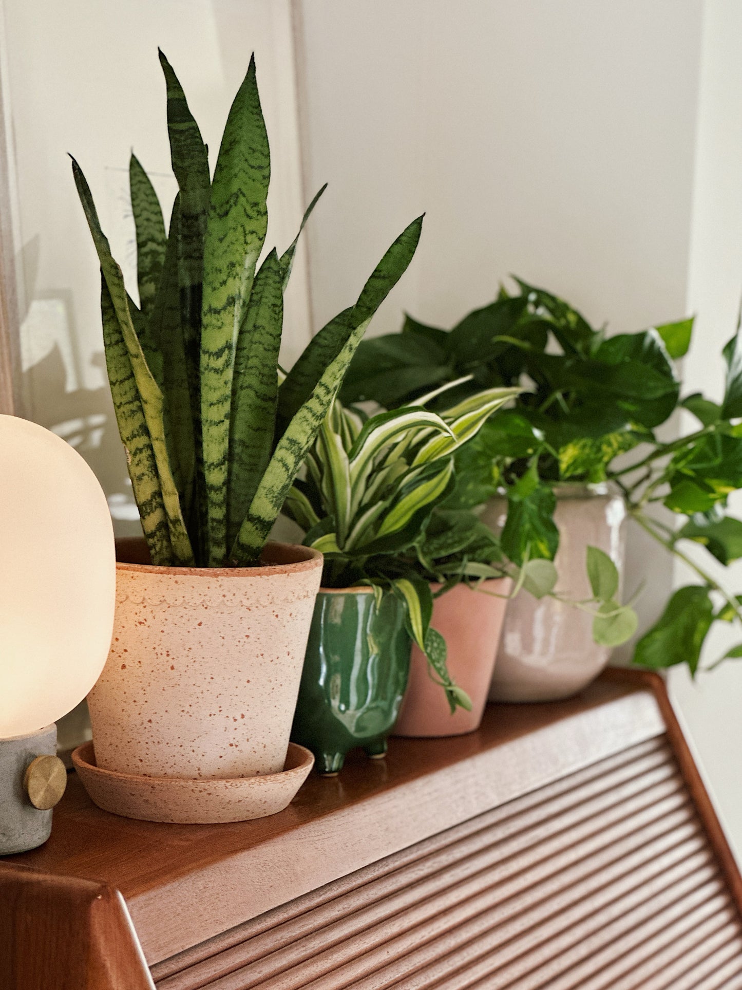 Kick-Start My Plant Collection