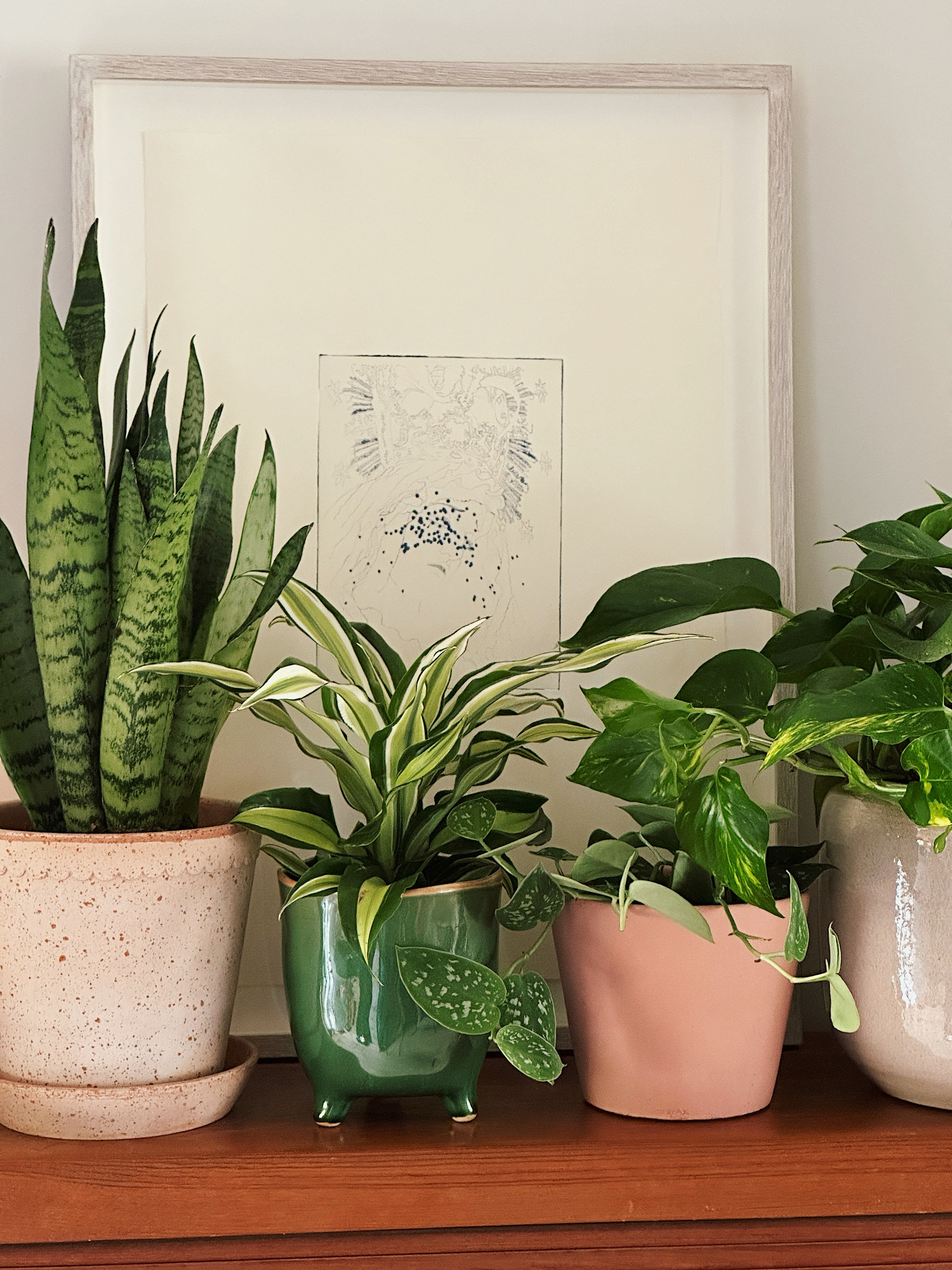 Kick-Start Your Plant Collection