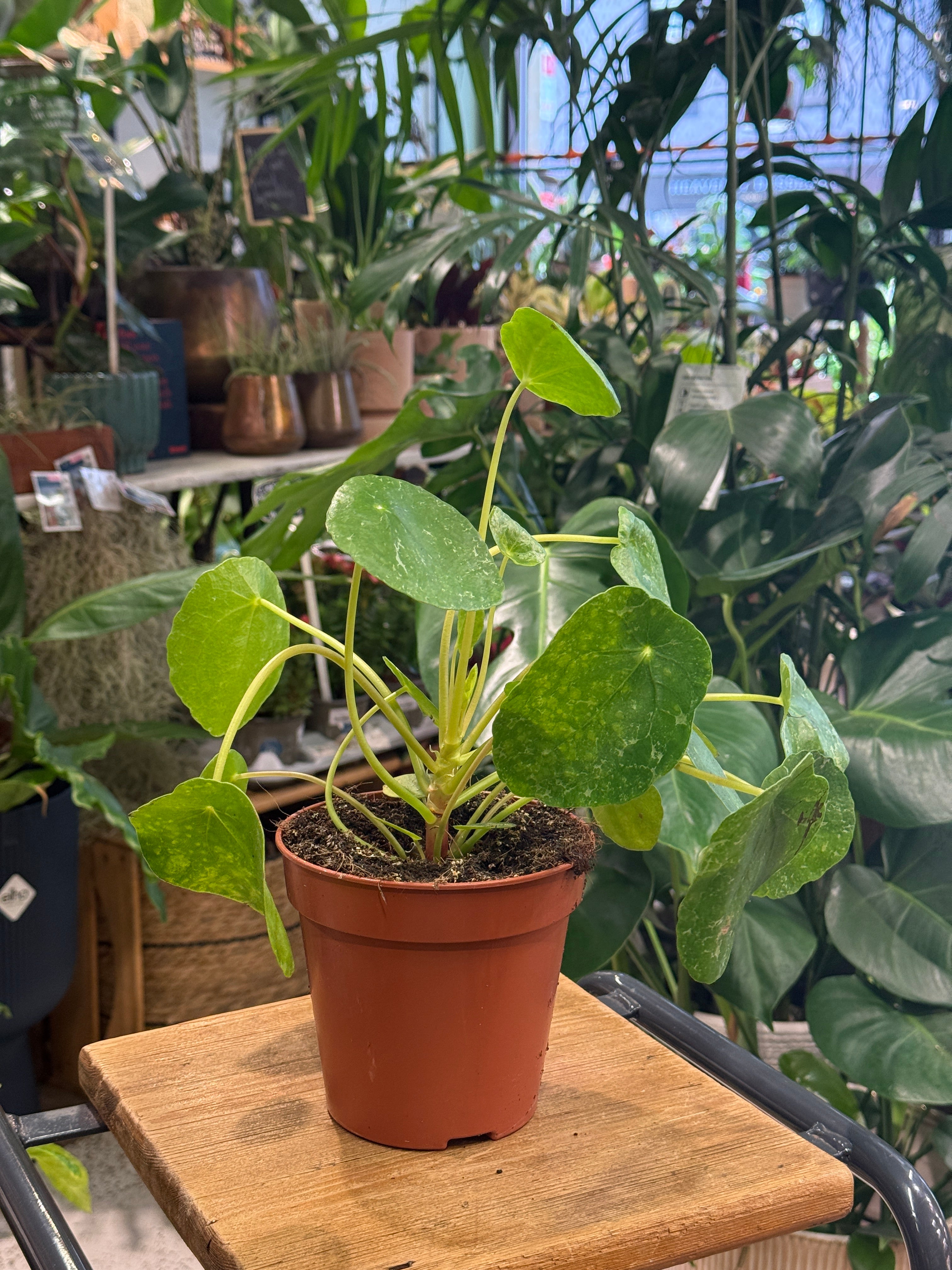 Chinese Money Plant | Pilea peperomoides 'Sugar'