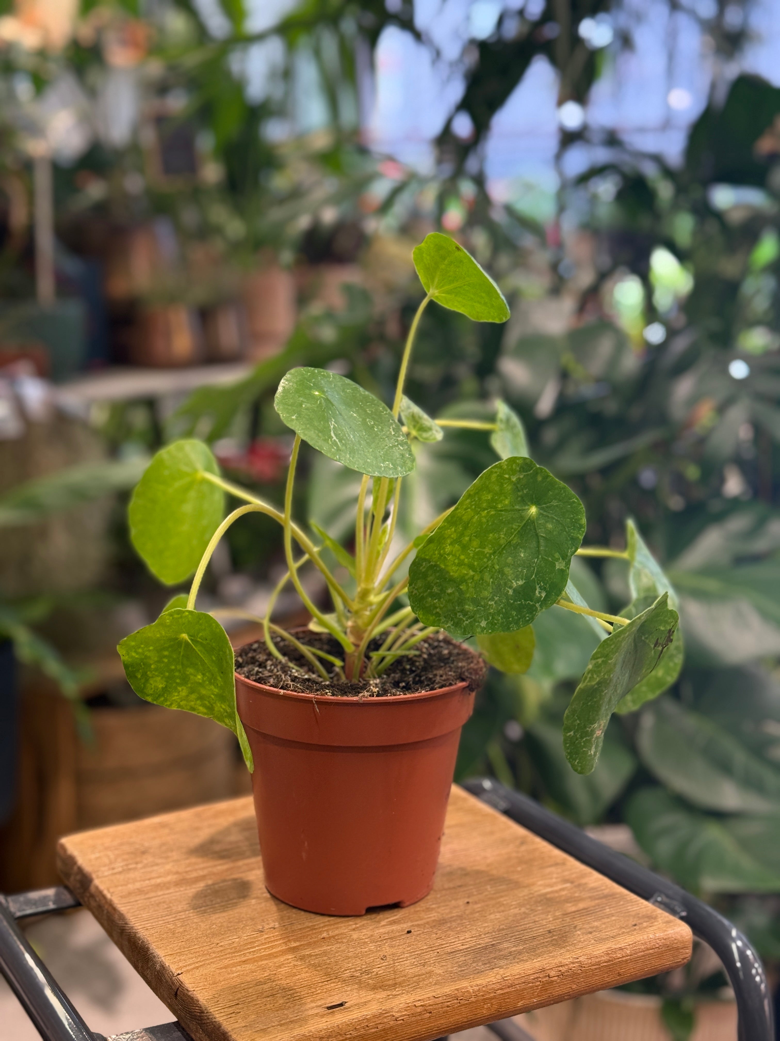 Chinese Money Plant | Pilea peperomoides 'Sugar'