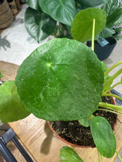 Chinese Money Plant | Pilea peperomoides 'Sugar'