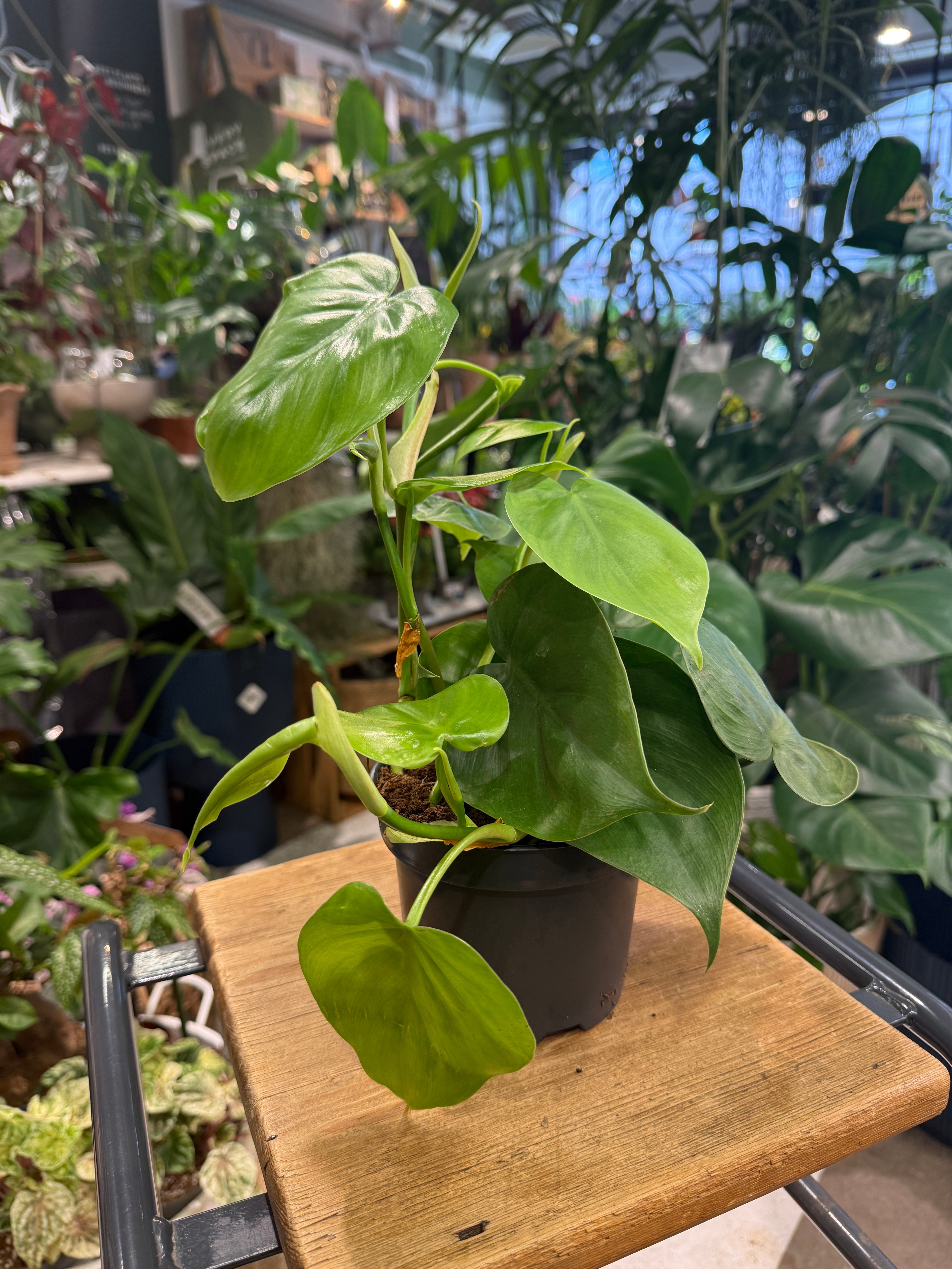 Heart Leaf Philodendron | Philodendron scandens