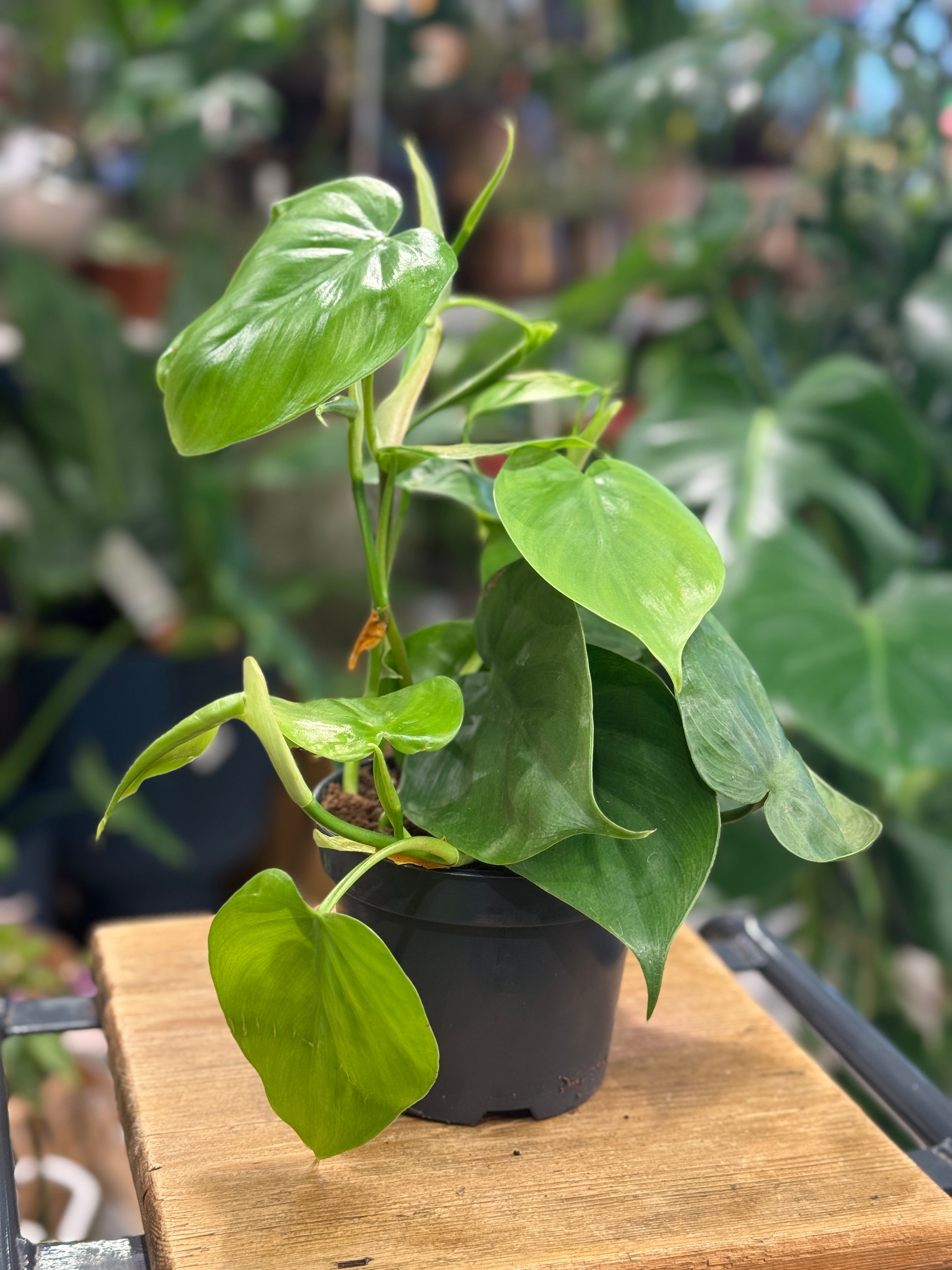 Heart Leaf Philodendron | Philodendron scandens