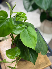 Heart Leaf Philodendron | Philodendron scandens