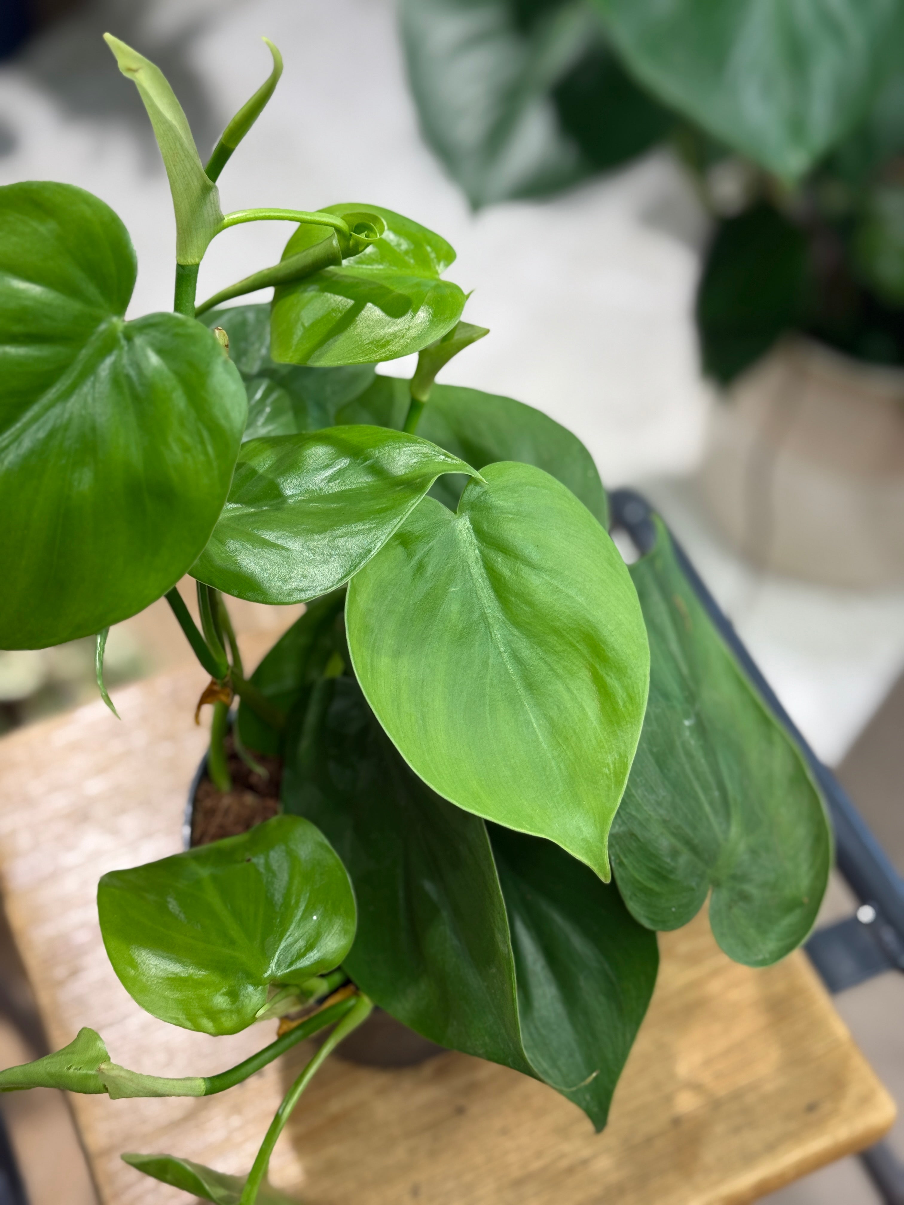 Heart Leaf Philodendron | Philodendron scandens