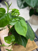 Philodendron scandens | Heart Leaf Philodendron