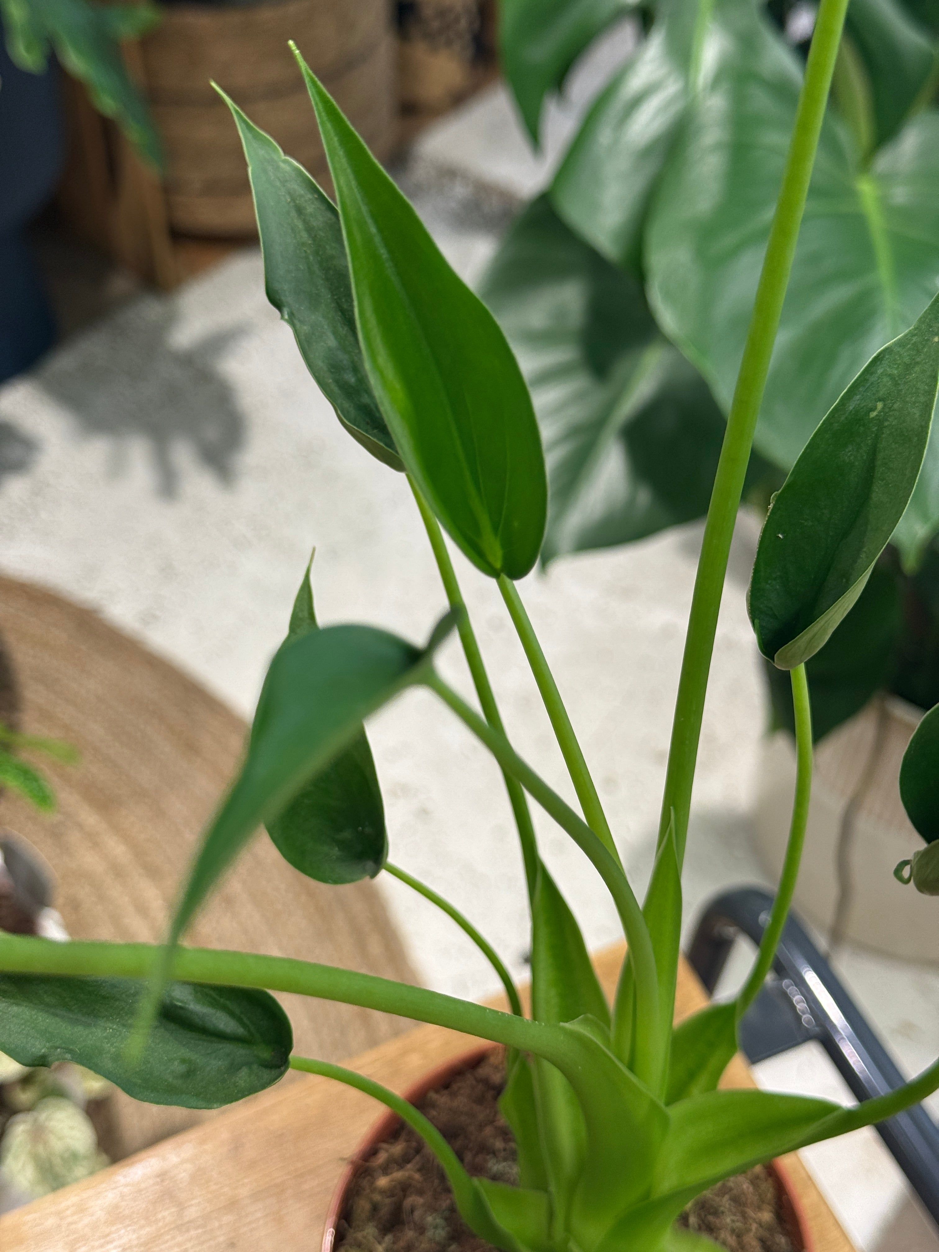 Alocasia 'Tiny Dancer'