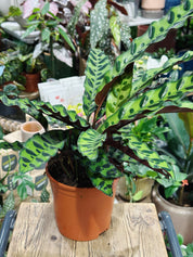 Rattle snake plant | Goeppertia insignis (formerly Calathea lancifolia)